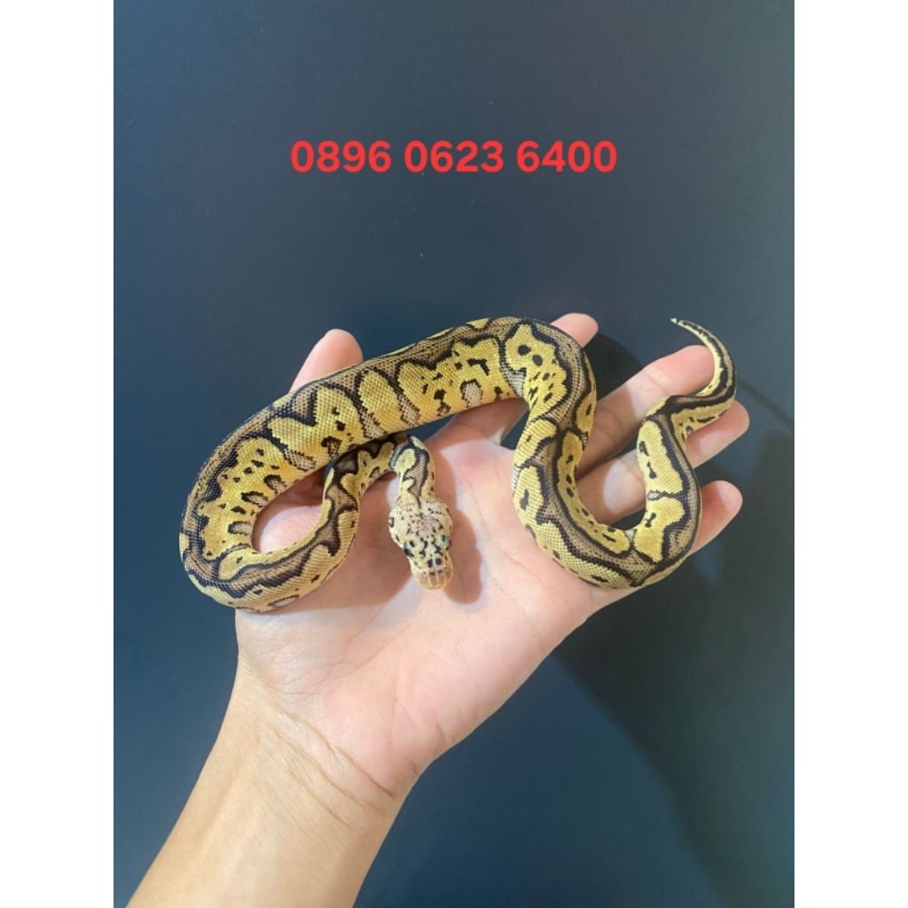 Ball python Pastel Spotnose Clown (F)
