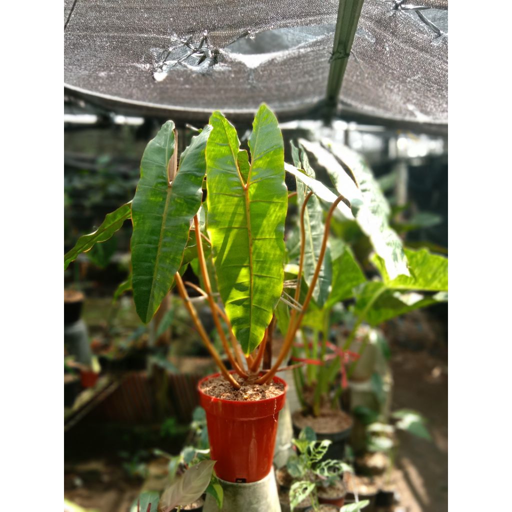 PHILODENDRON KABEL BUSI ORI BARANG OREN