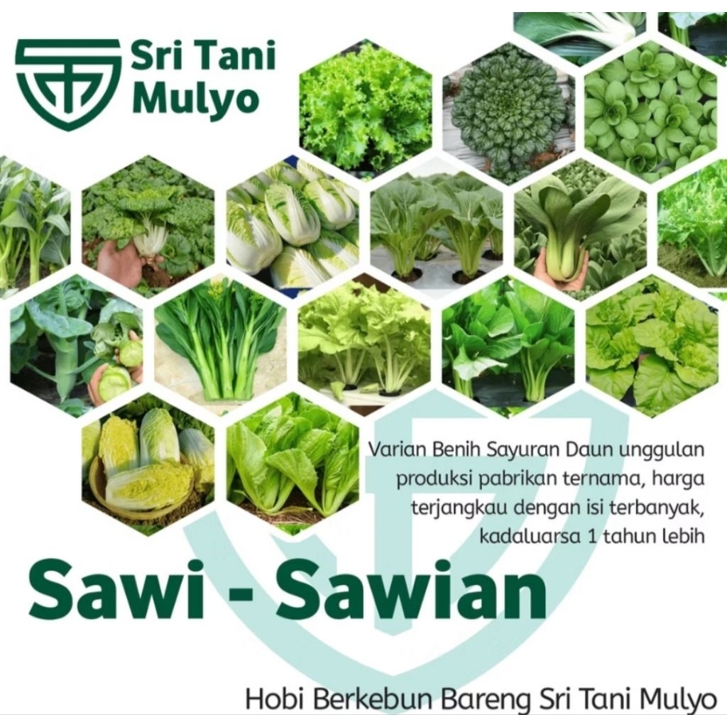 Bibit Sayuran Sawi Sawian Benih Tanaman Sayur Hidroponik Biji Sawi Pakcoy Putih