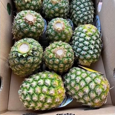 BUAH NANAS MADU HONI / NANAS SUNPRIDE SUPER JUMBO