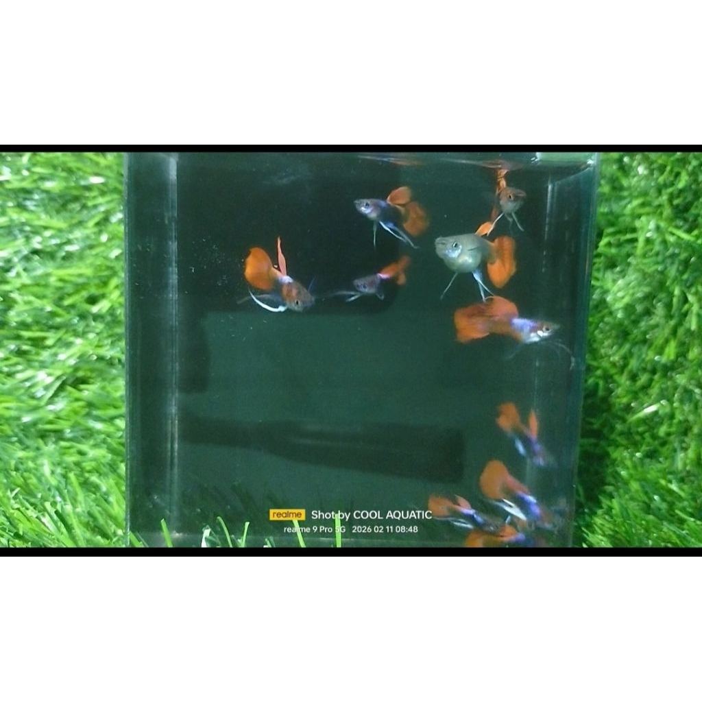 Hiasan aquarium sepasang guppy tuxedo ribbon sb gen koi