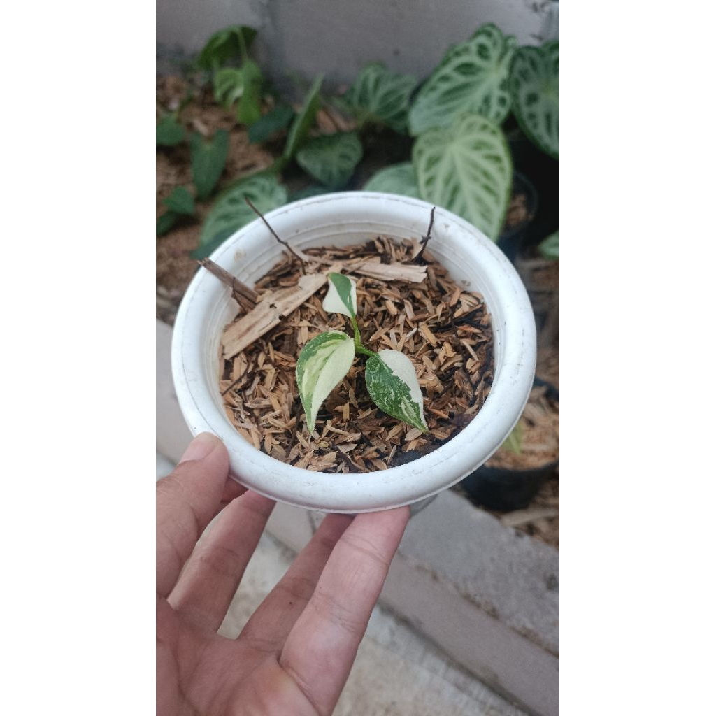 Philodendron glorisium varigata galaxy