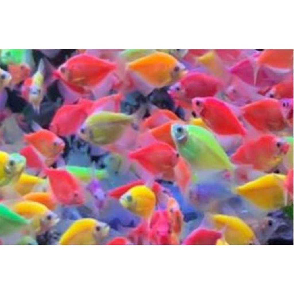 Ikan Glowfish Tetra Warna-Warni dengan Warna Menyala, Ideal untuk Akuarium Komunitas