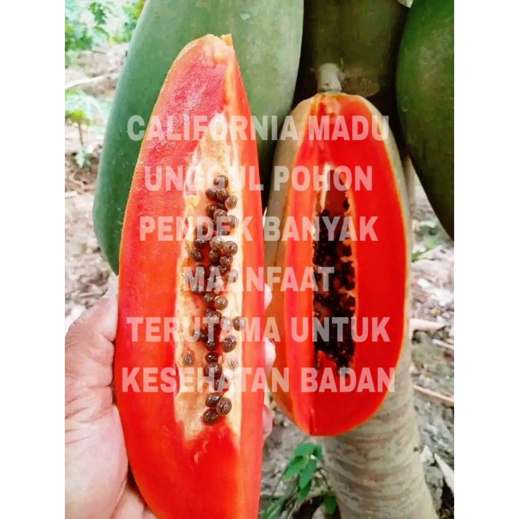 500 butir benih pohon pepaya California madu unggul 100% bibit benih asli California
