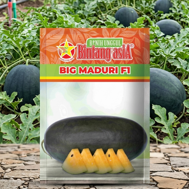 BENIH SEMANGKA BIG MADURI F1/ BENIH SEMANGKA KUNING BIG MADURI KEMASAN 20GR