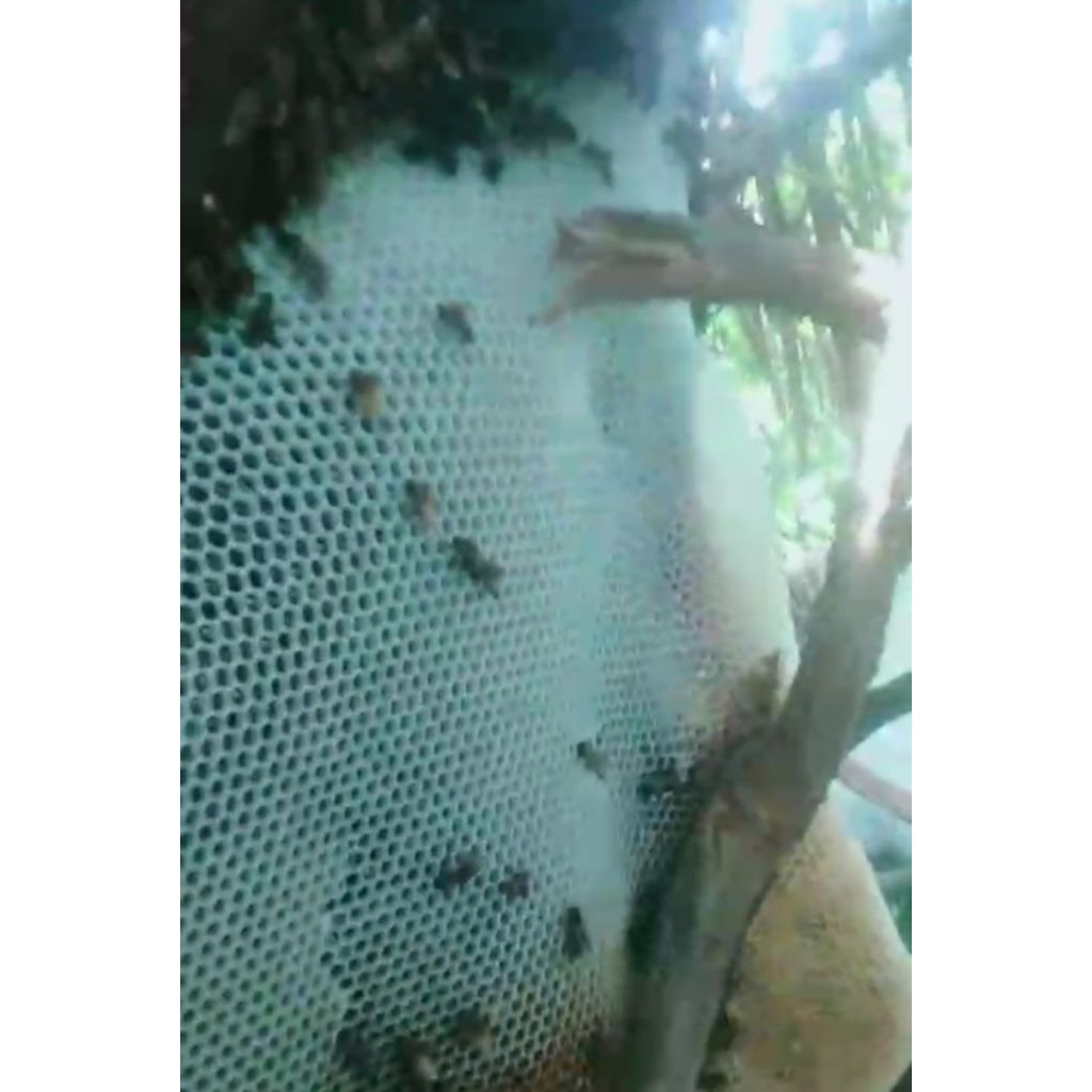 Madu odeng/hutan liar SUMATRA