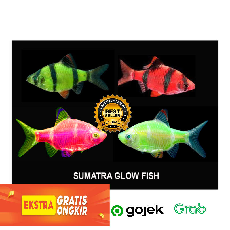ikan sumatra albino-glow fish 3-4cm up +_ 3 ekor