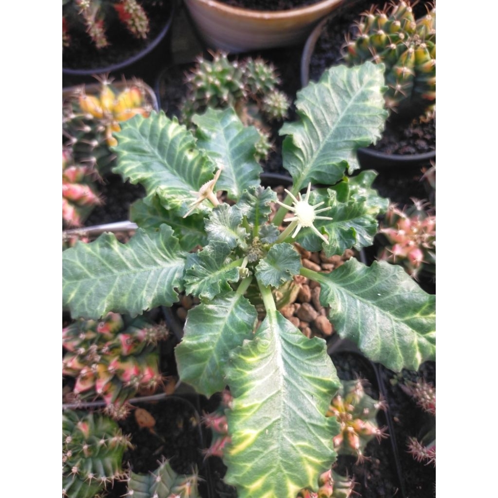 Dorstenia Hybrid Spesial Langka