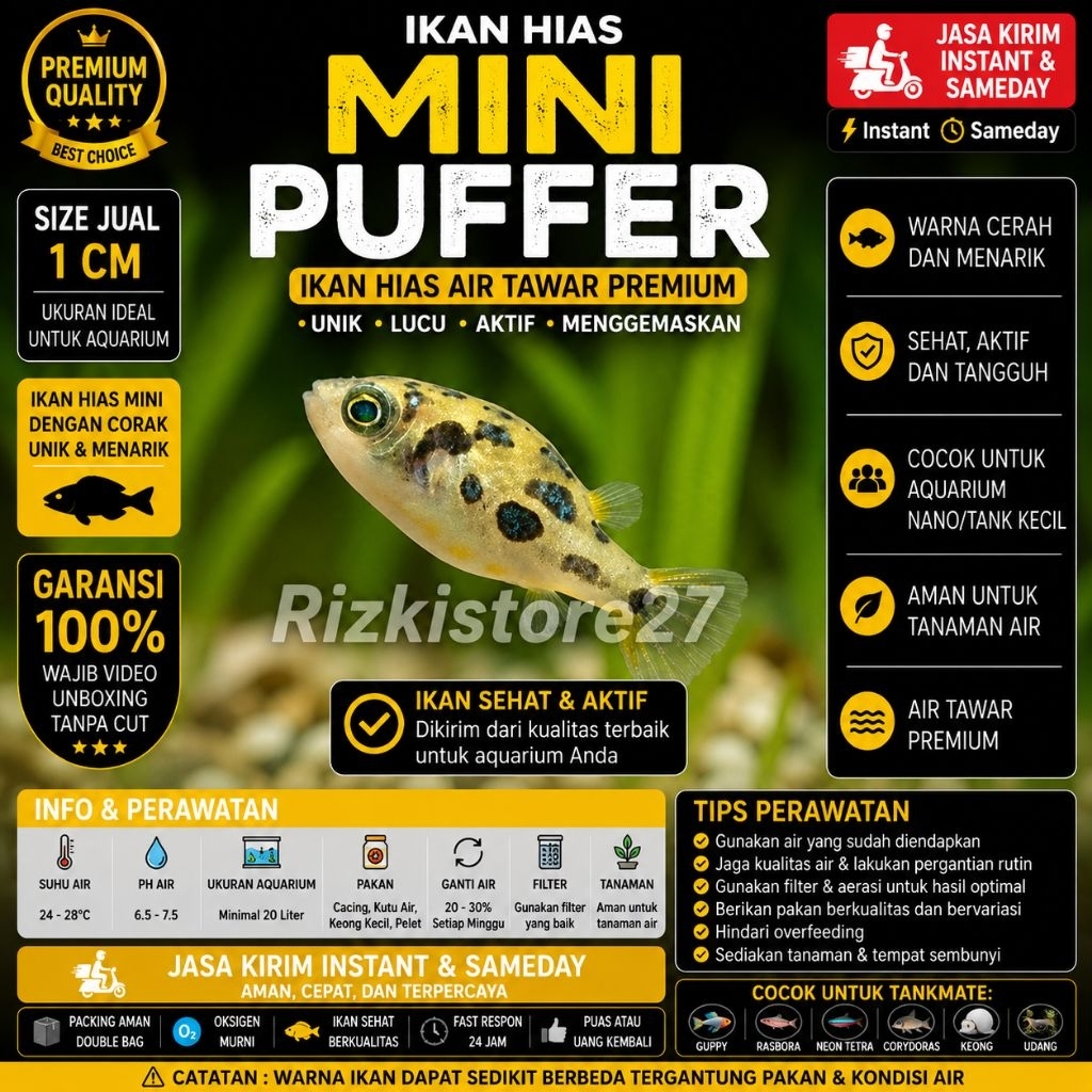 Mini Puffer Fish Ikan Hias Aquarium Aquascape Ukuran Mini Air Tawar