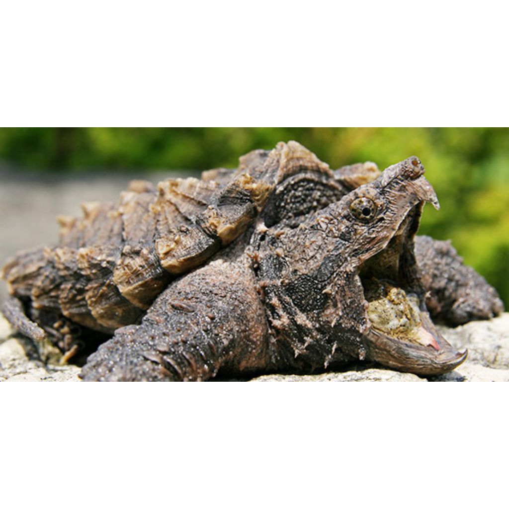 telur tetas kura kura aligator 100% asli