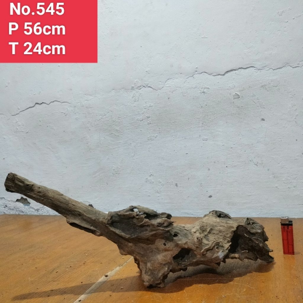 akar santigi laut kayu santigi laut dekorasi aquascape aquarium 545