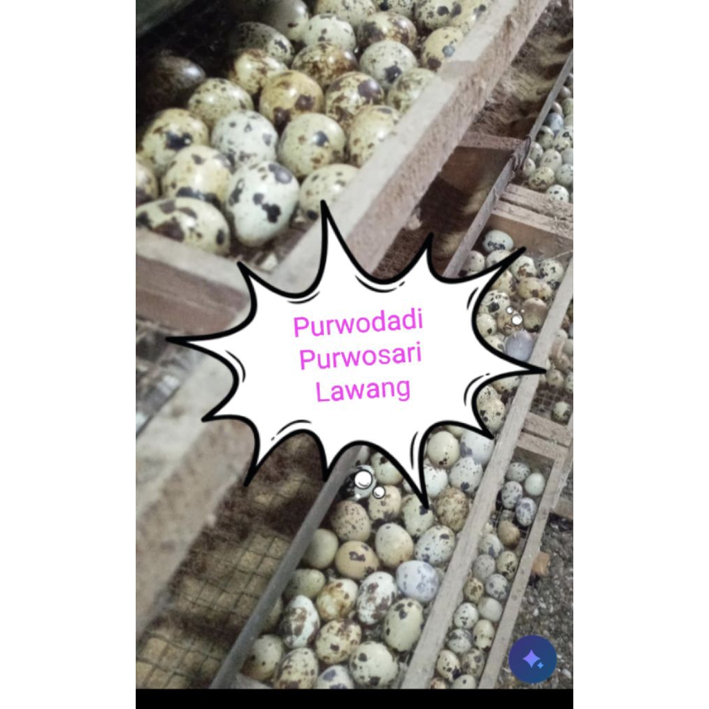 (Purwodadi,Purwosari,Lawang) 1000g telur puyuh mentah/ 1kg telur puyuh