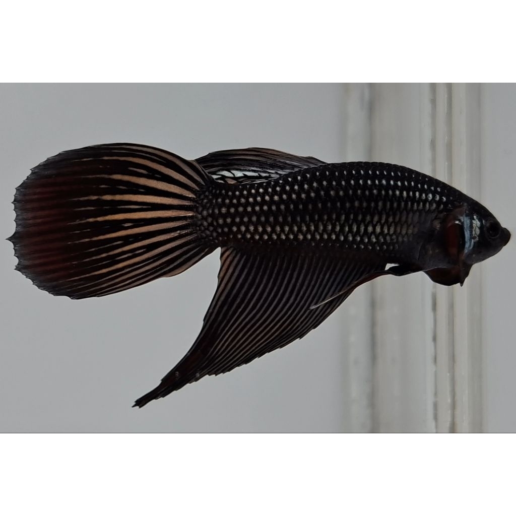 Wild Betta Imbellis Hybrid Copper Long Fin Size L