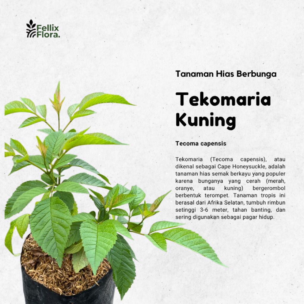 Tanaman Bunga Tekomaria Kuning - Tecomaria - Bunga Terompet Kuning - Tecoma Stan