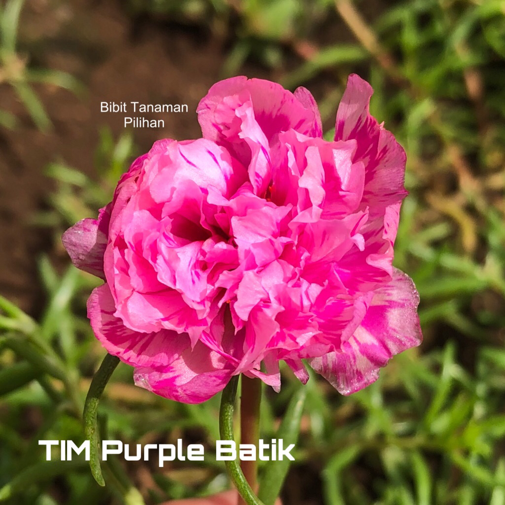 Bibit Bunga Krokot Warna Warni dengan Warna Merah, Pink, Kuning, Orange, Fanta, Putih