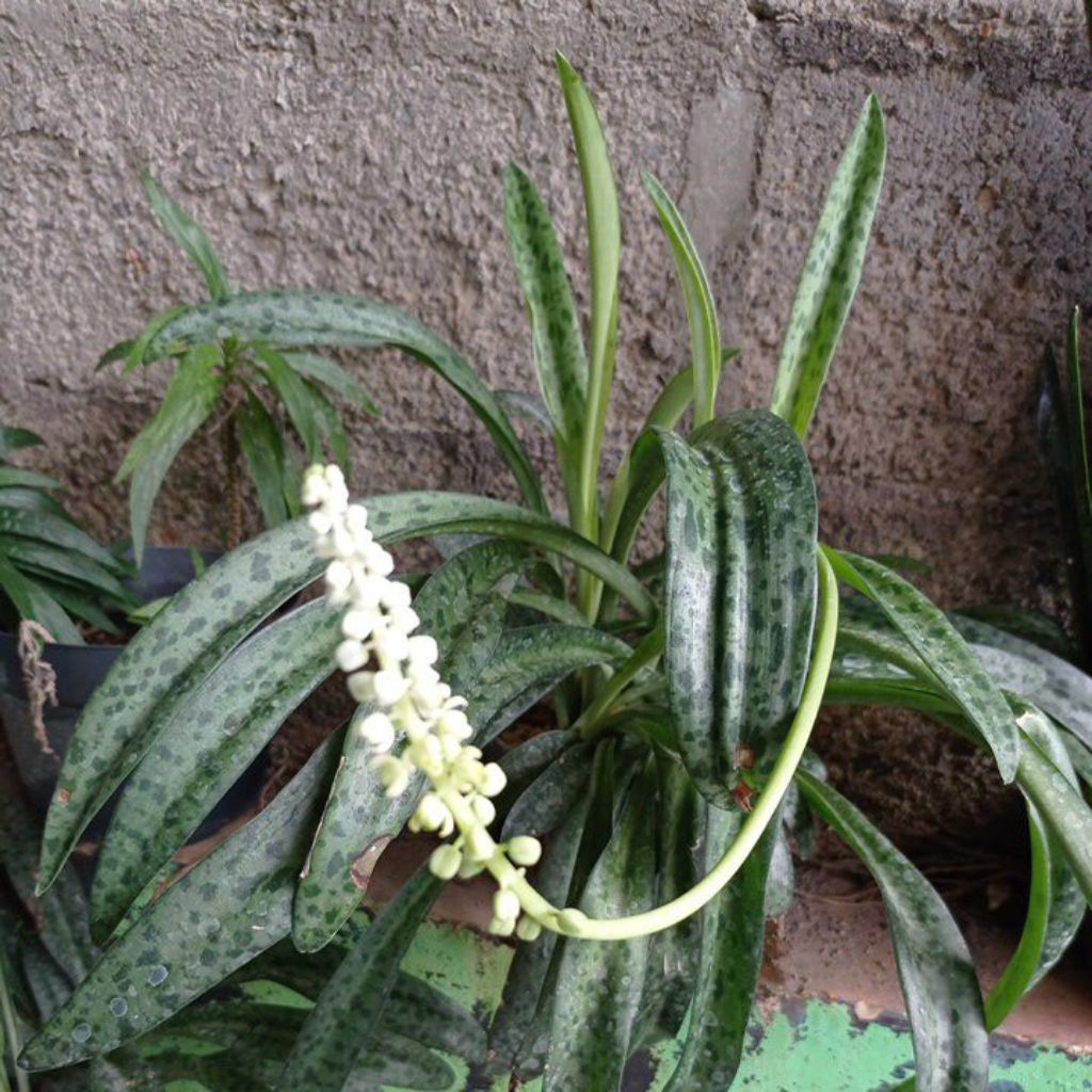 Bunga Lidah katak