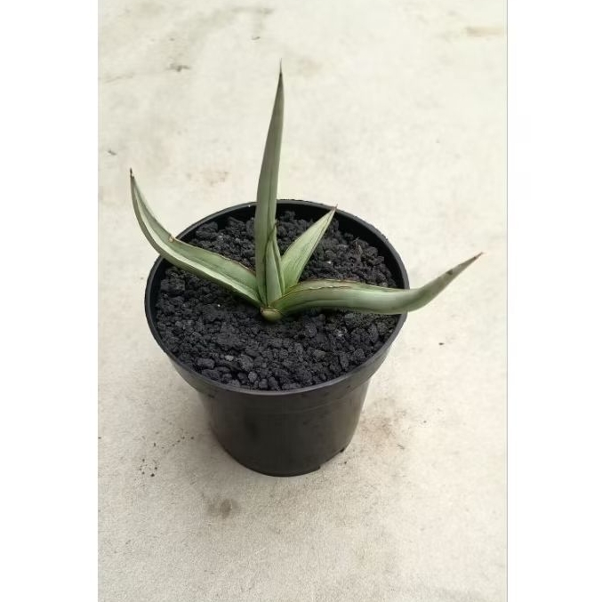 Sansevieria Hybrid Dancing Dragon kecil