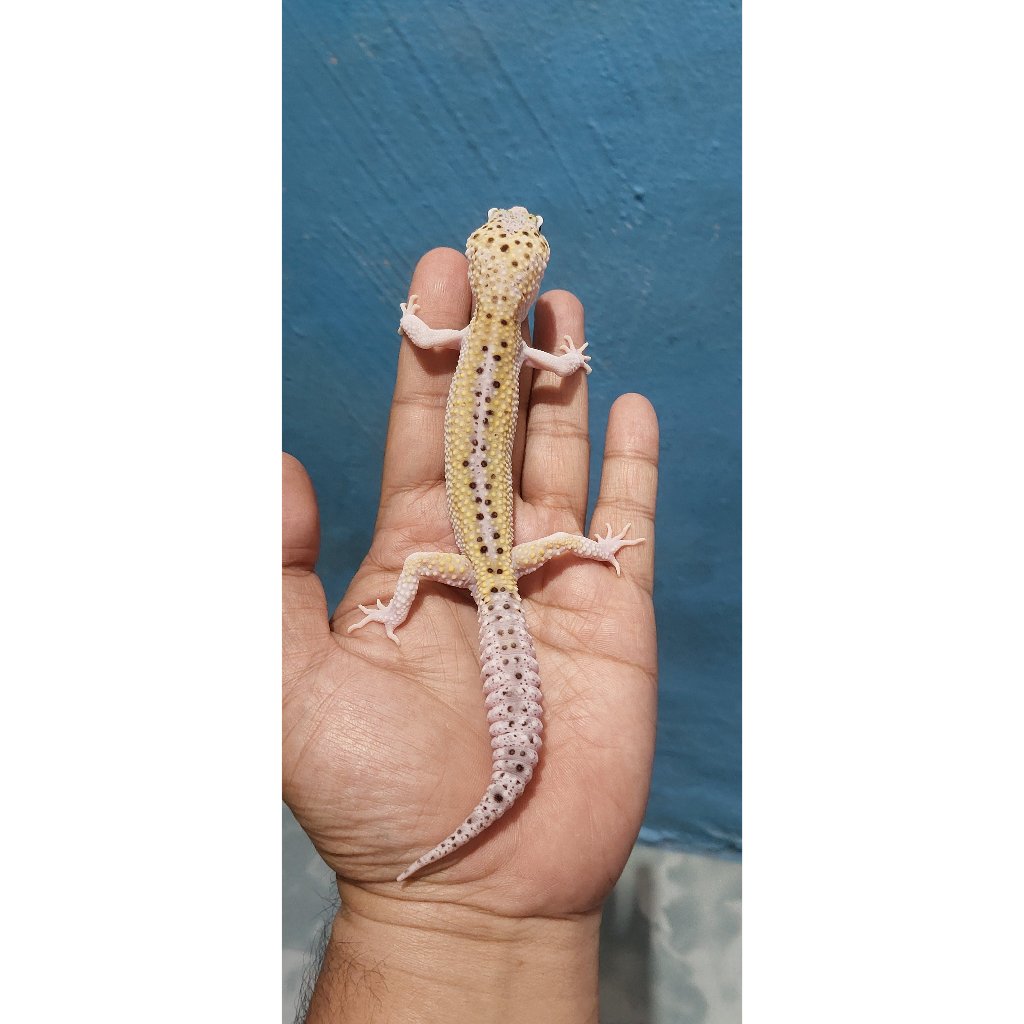 Mainan Leopard Gecko Mack Snow Eclipse