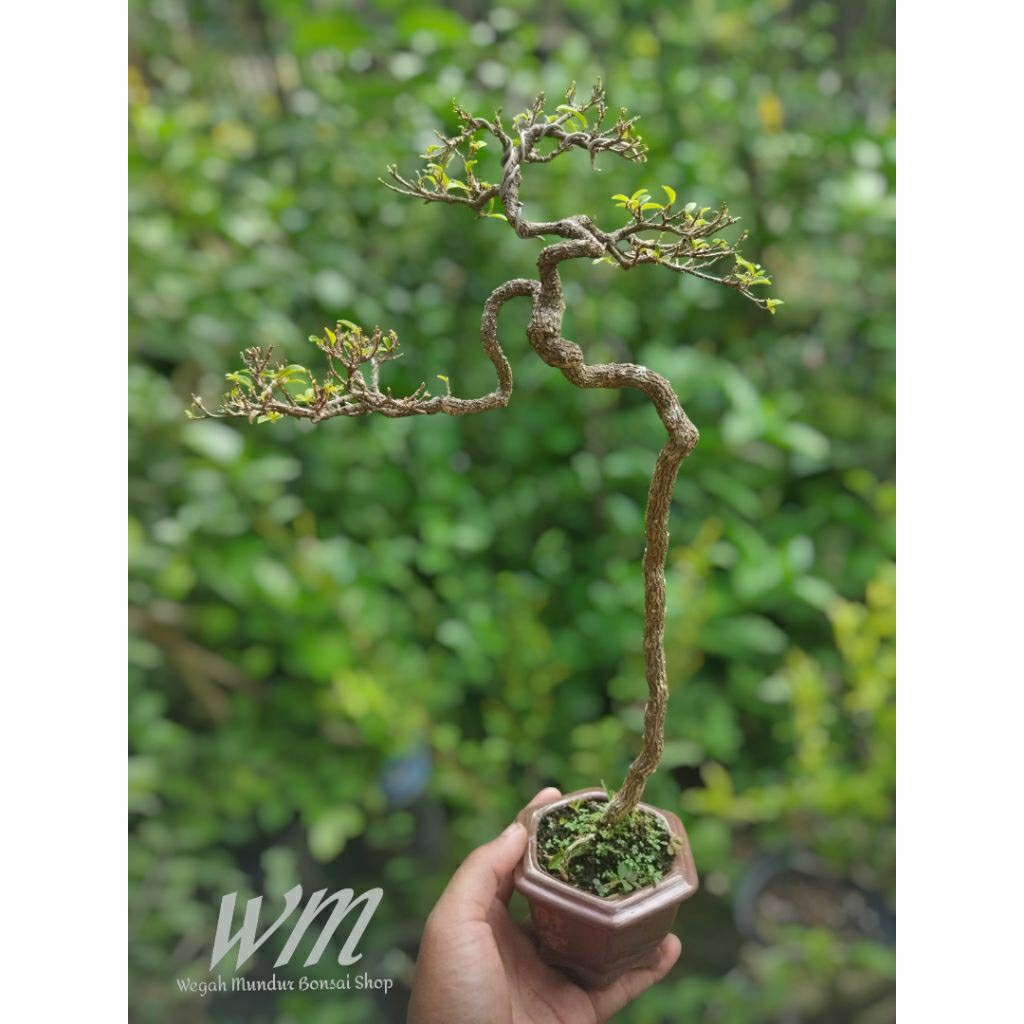 bonsai sakura mikro bunjin/literati siap pajang