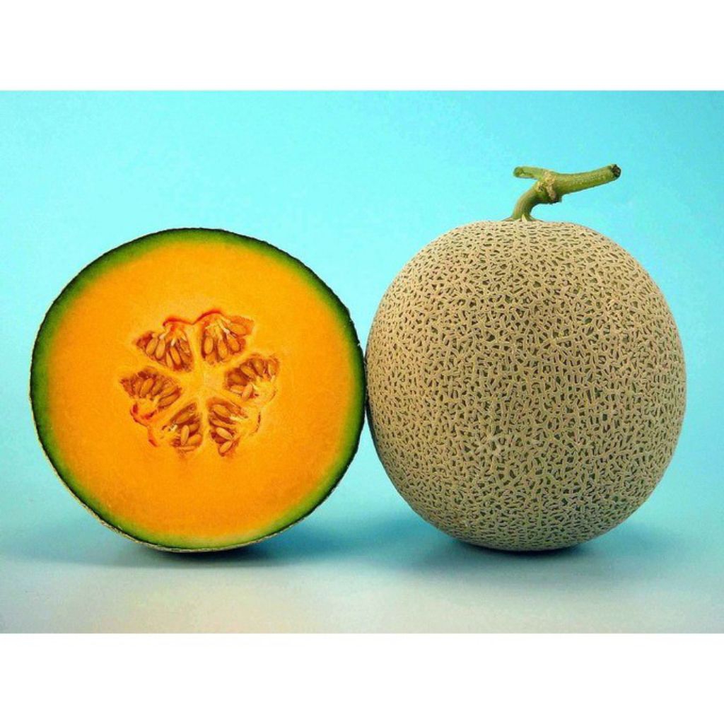 Biji Benih Bibit Melon Red Aroma Rock Melon Orange SweetF1