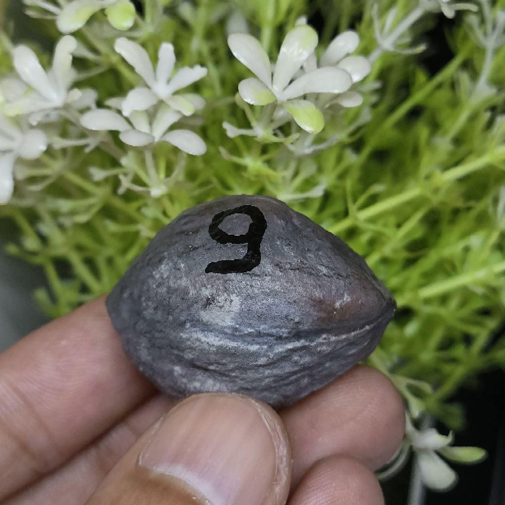 Muncang Adu Jabra CBR kode 9