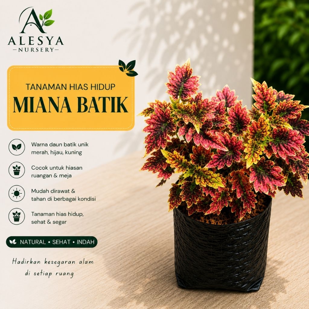 Tanaman Hias Miana Batik Merah Coleus Jawer Kotok