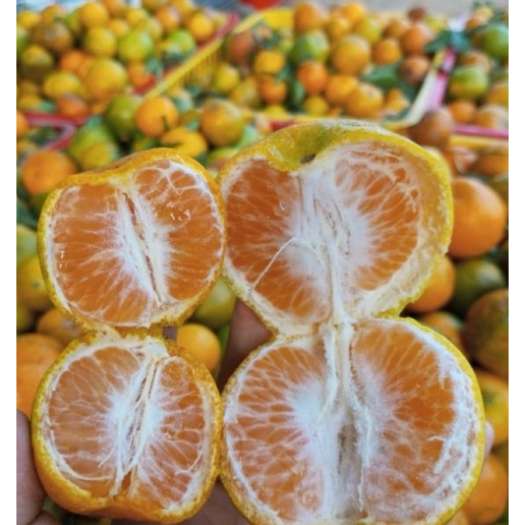 jeruk keprok ori 55 malang kemasan 1kg