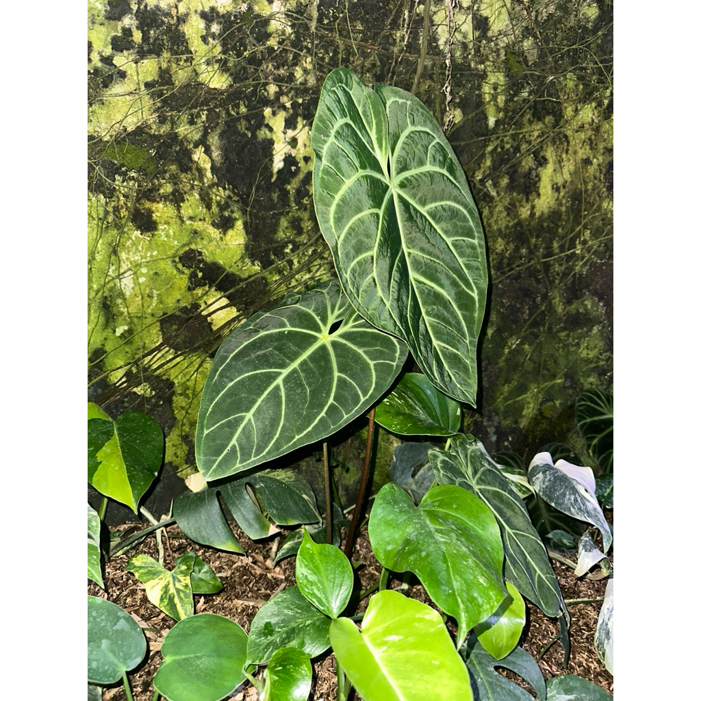 Tanaman Hias Antharium Regale Equador / Kuping gajah Regale ecuageneura