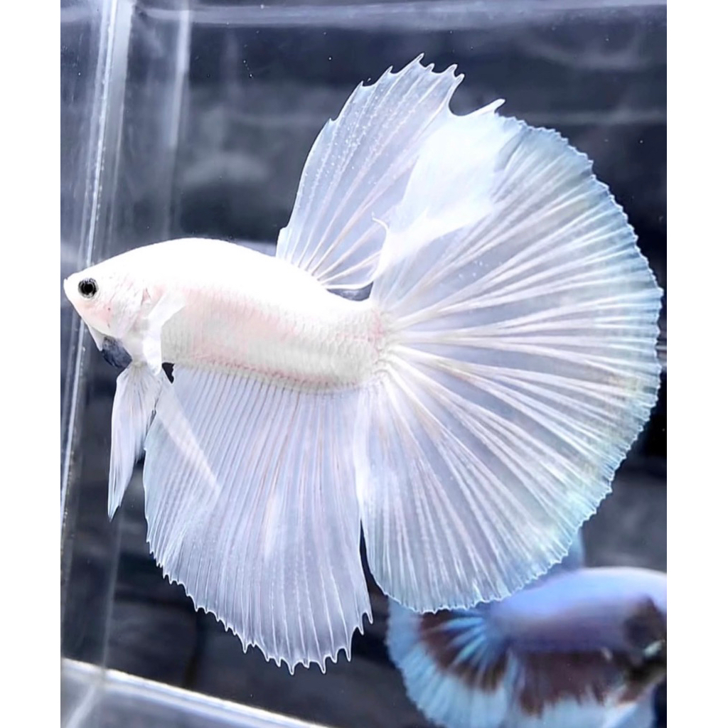 Cupang Halfmoon White Platinum