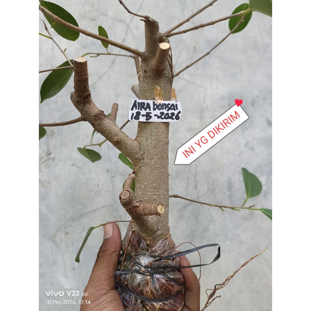cangkokan iprik silver pucuk merah gede