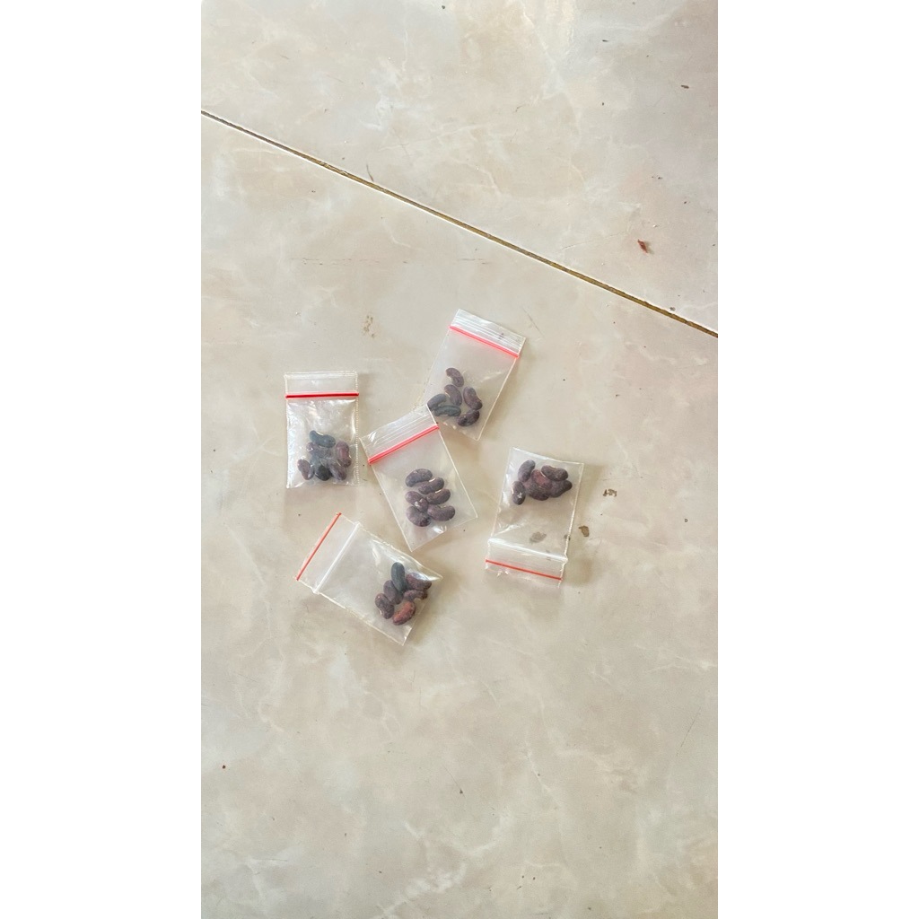 benih (bibit) kacang panjang unggul