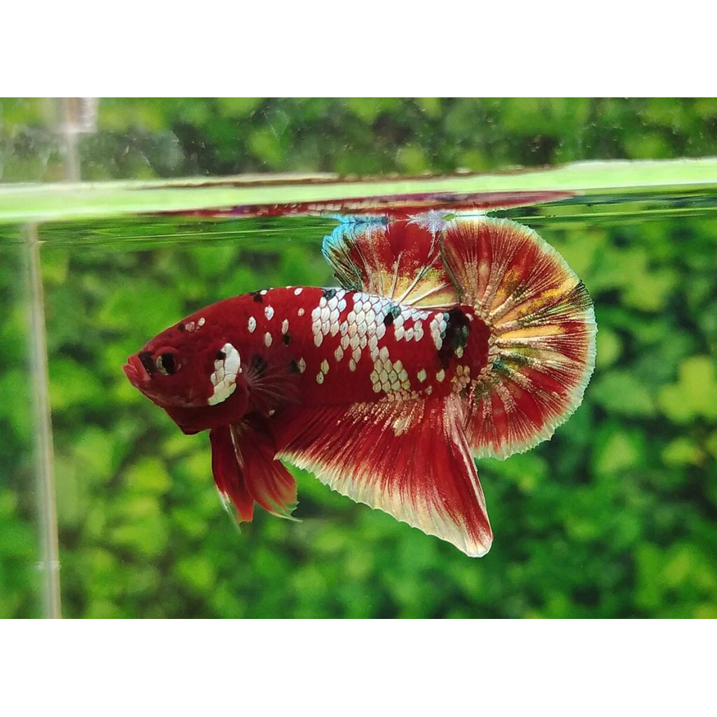 Plakat Red Koi Cooper Top Grade Shimmer