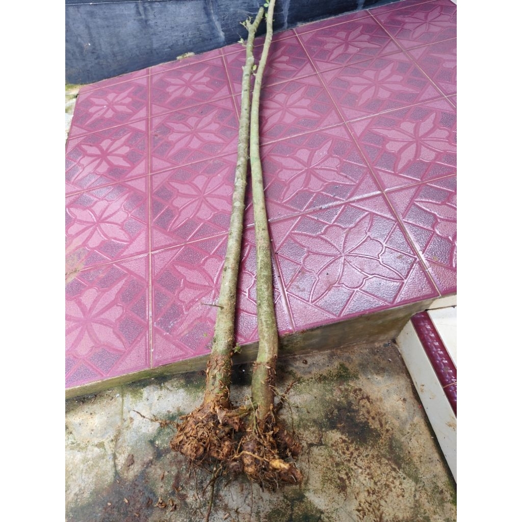 bahan bonsai bonggol anput 1m