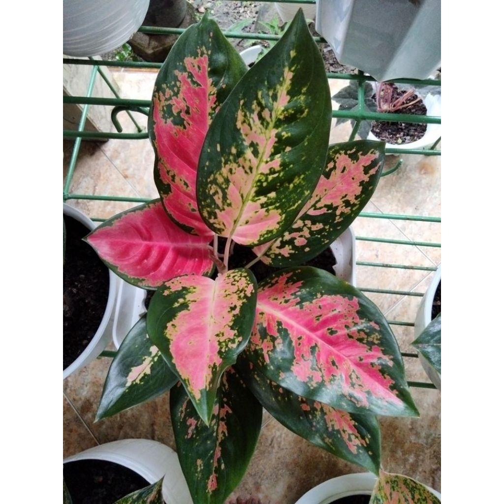 tanaman hias aglaonema Chinese red kochin rimbun