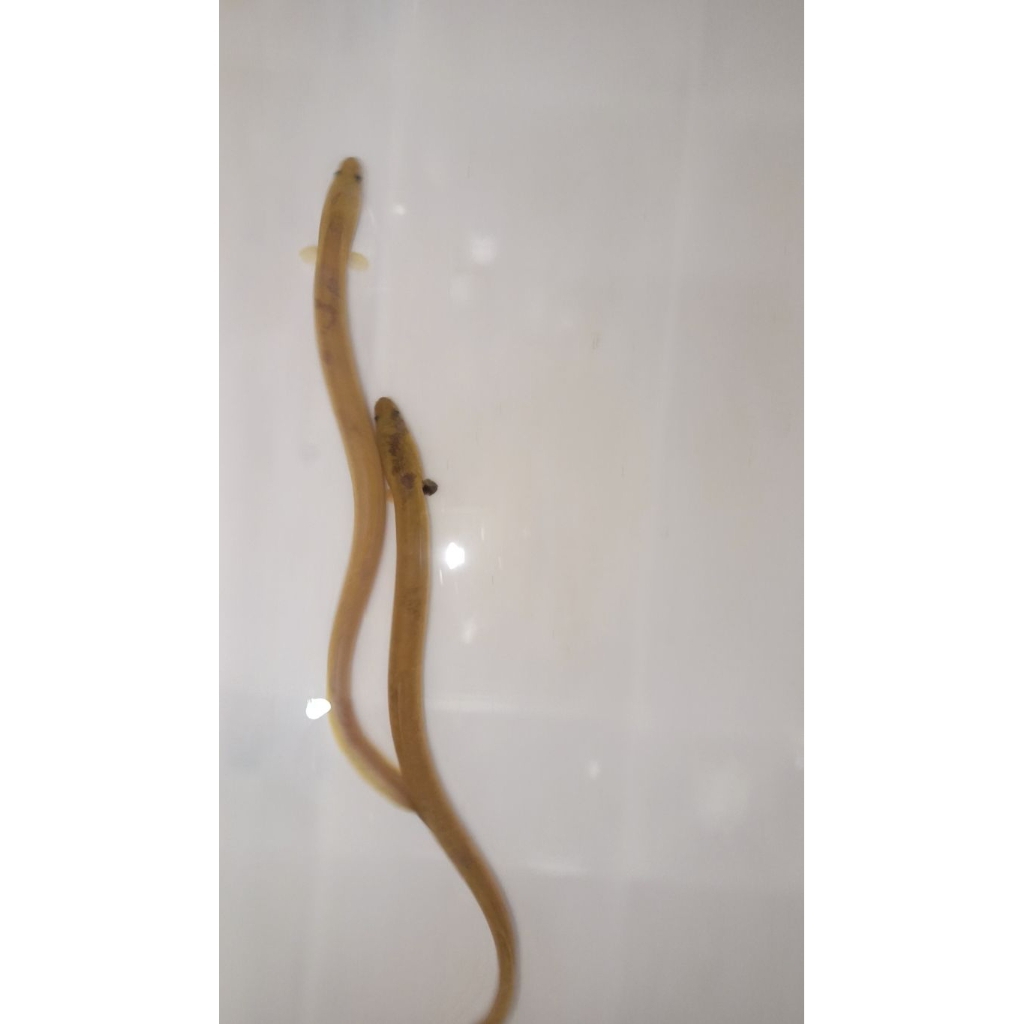Sidat hias 2 ekor warna kuning & kuning cerah 22 & 23 gr"(Anguilla Bicolor)