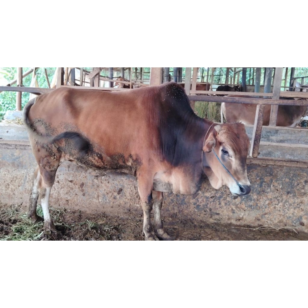 sapi qurban