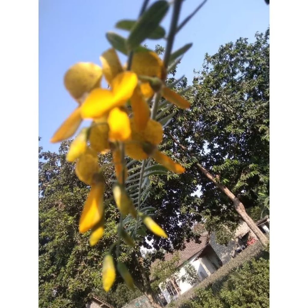 Bibit Turi Kuning Murah