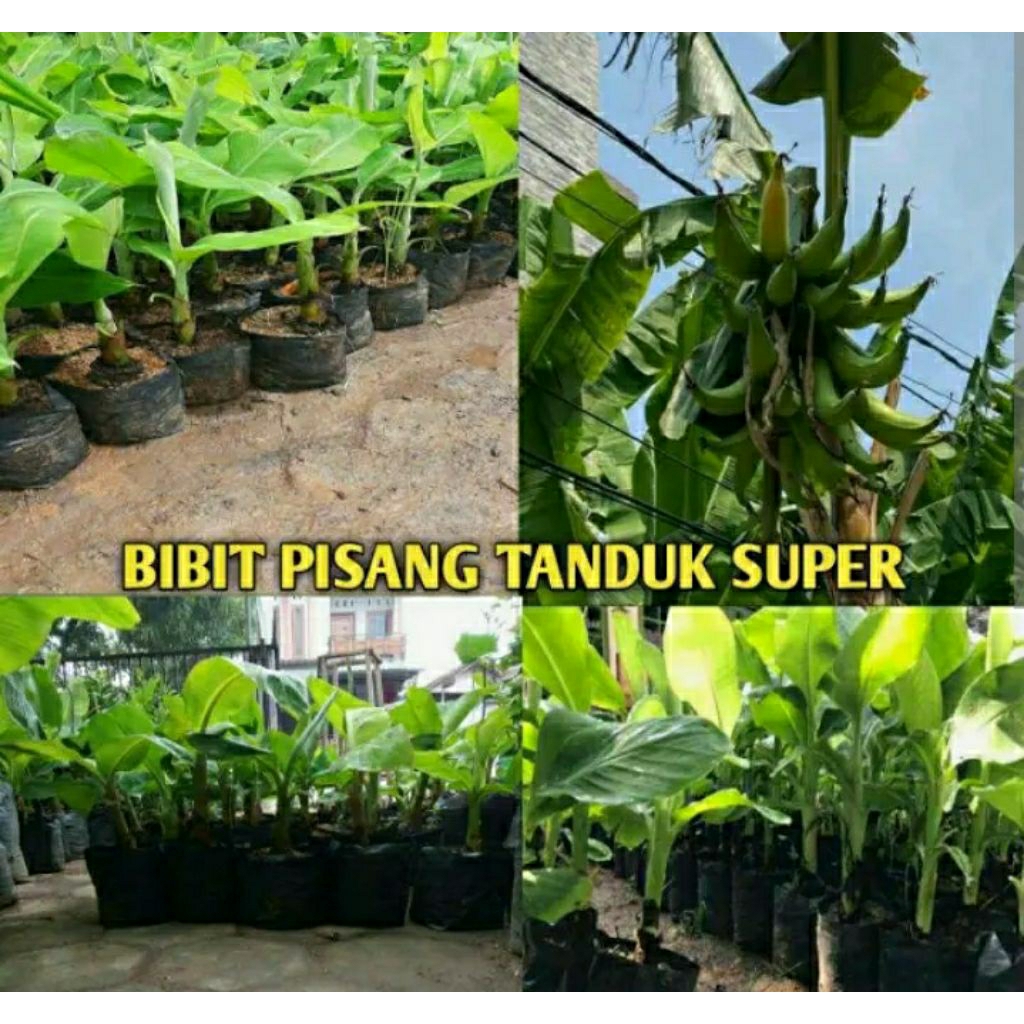bibit pisang tanduk botol