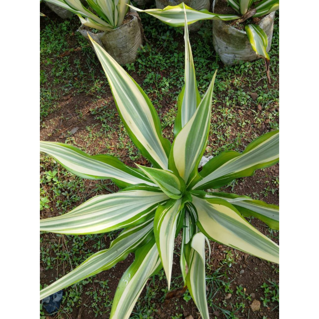 Tanaman hias agave kuning