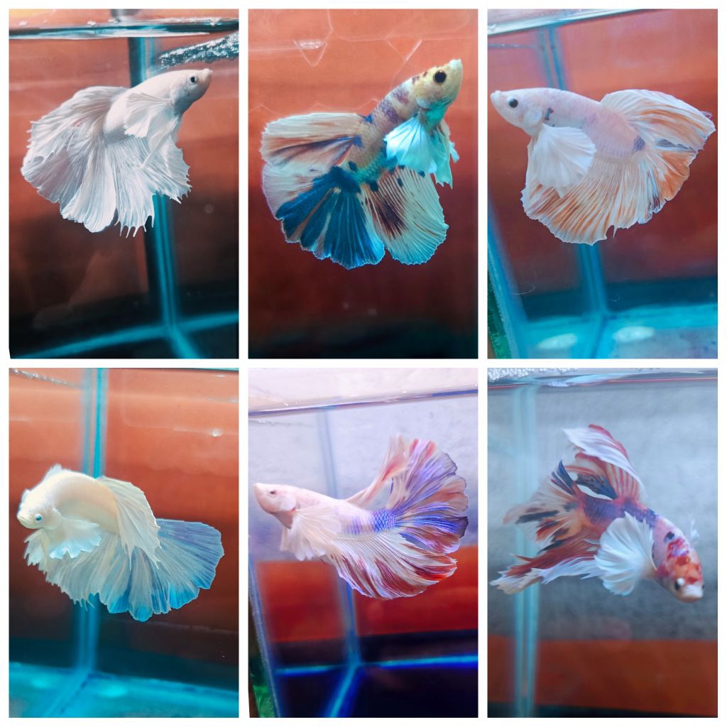 ikan Cupang halfmoon dumbo ear(HMDE)