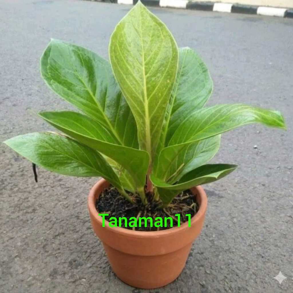 Tanaman anthorium jemani Cobra ukuran besar rimbun super