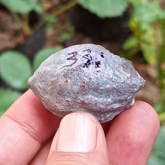 Muncang adu jayanti pait jr kode 331.