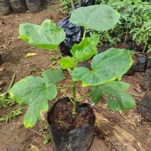 Tanaman Okra Hijau Siap Tanam Bibit Sayur Okra Mudah Berbuah ( BUKAN BIJI/ BENIH )