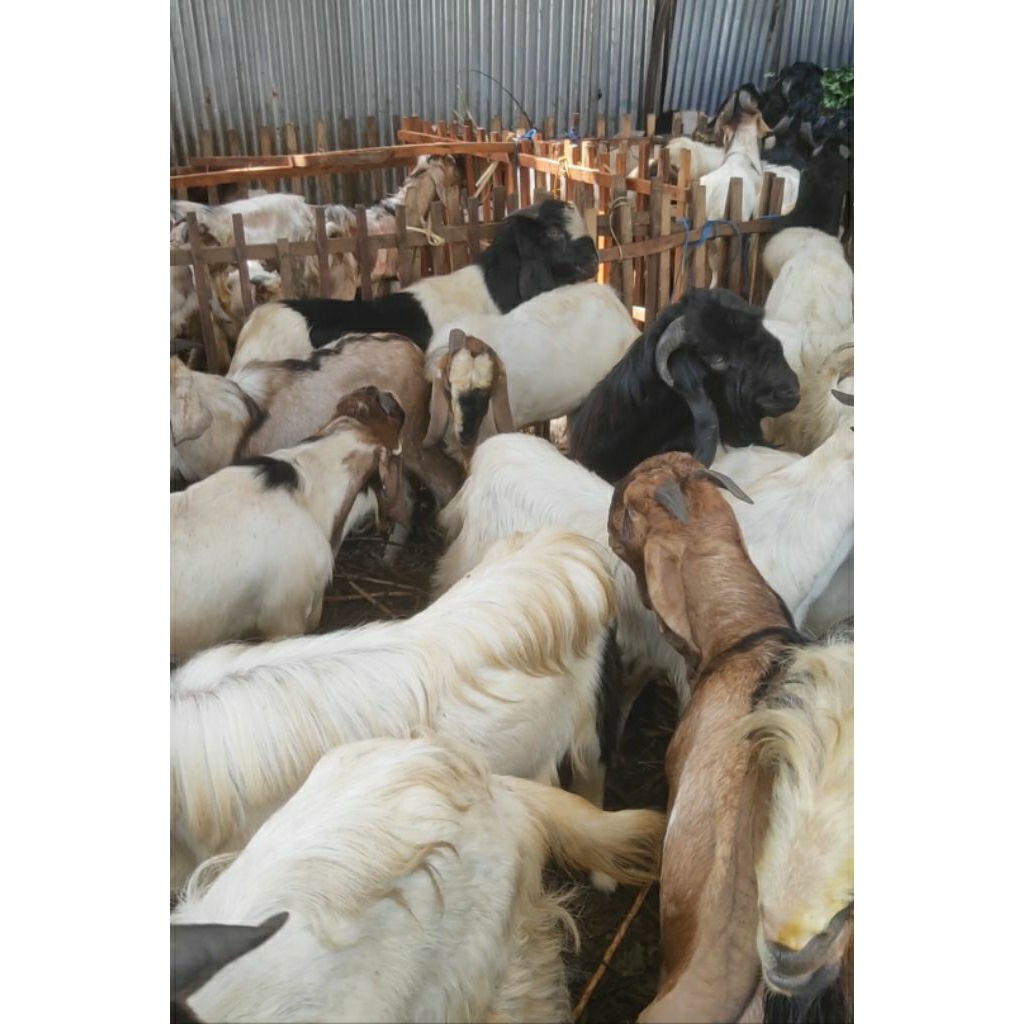 Kambing Qurban