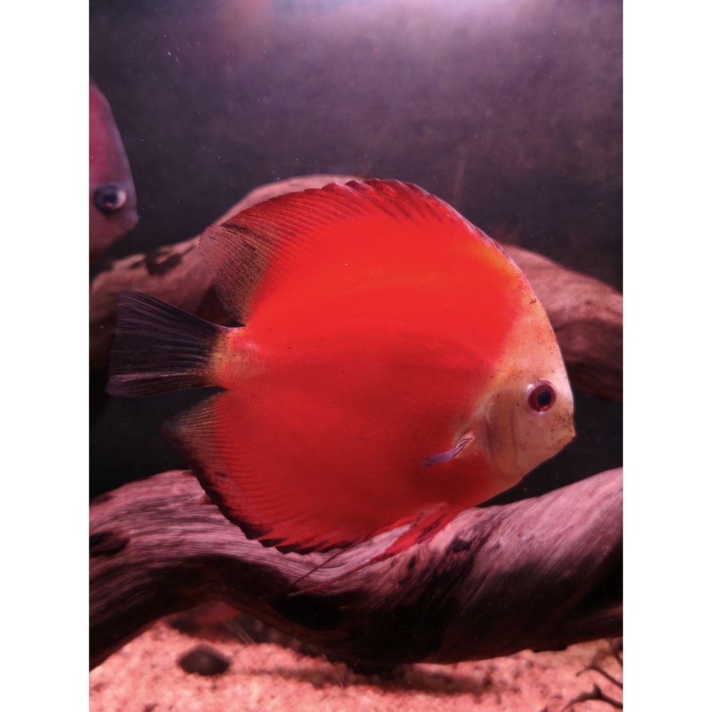 Ikan Discus Red Melon 12cm / Red Melon Discus Fish Size XL
