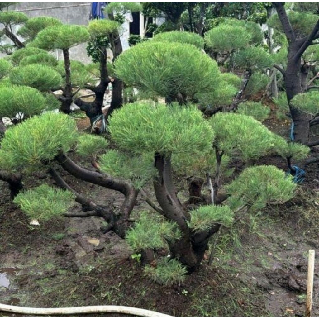 tananaman pohon bonsai cemara udang, bonsai cemara udang