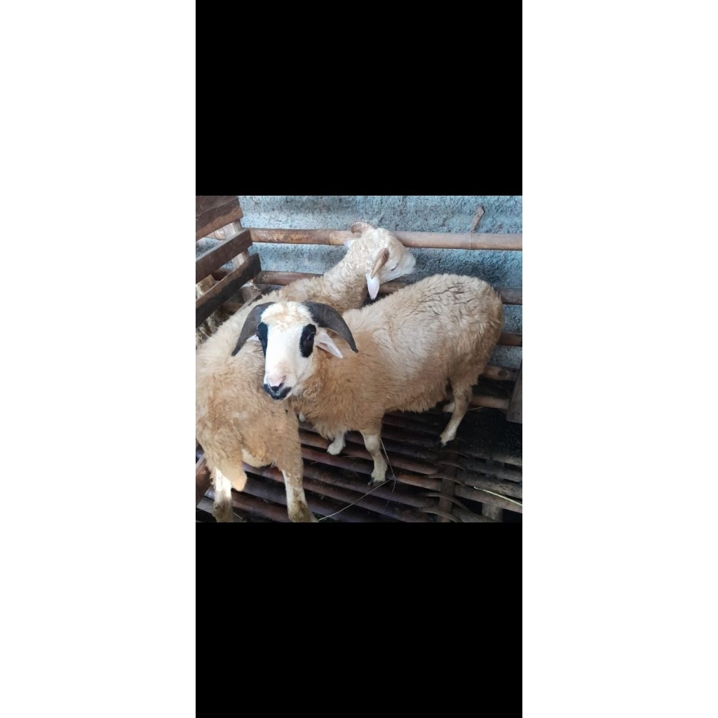 Domba Kurban
