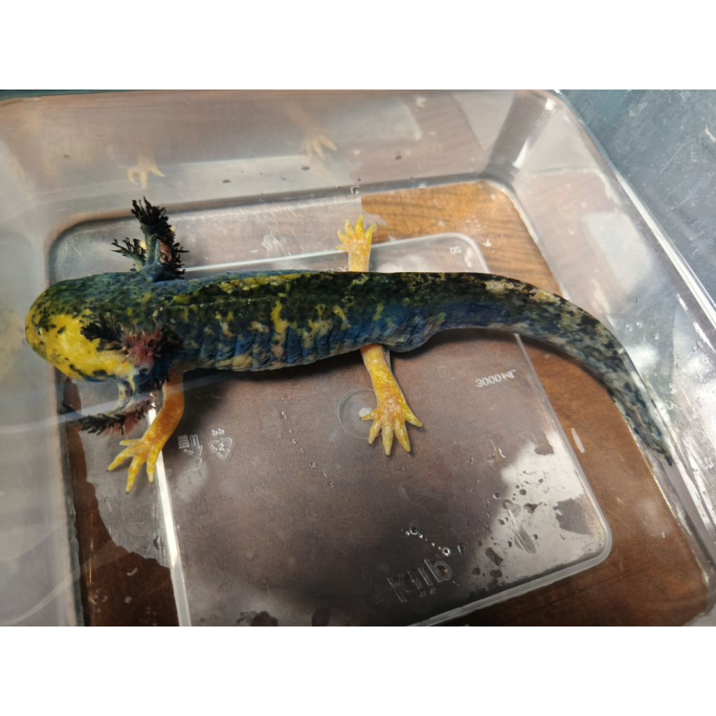 ikan axolotl