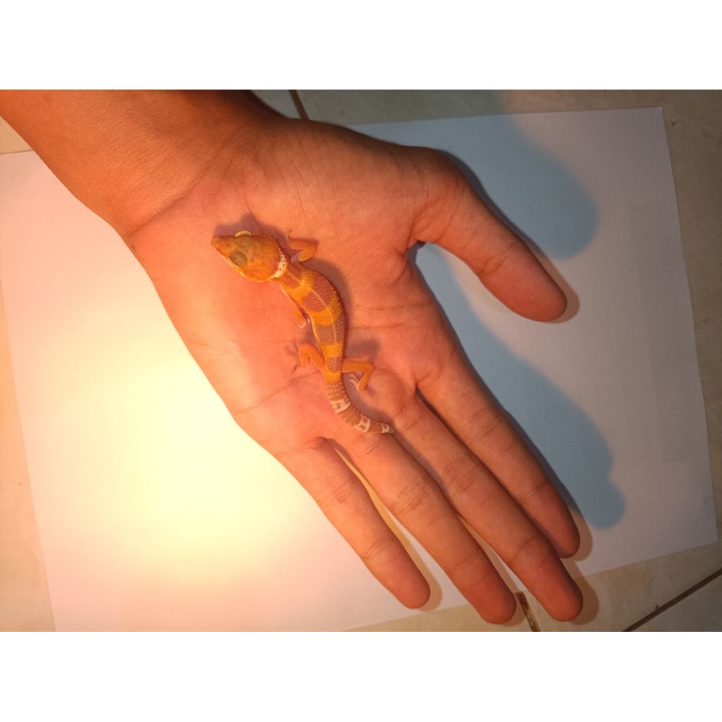 gecko tomato sunglow