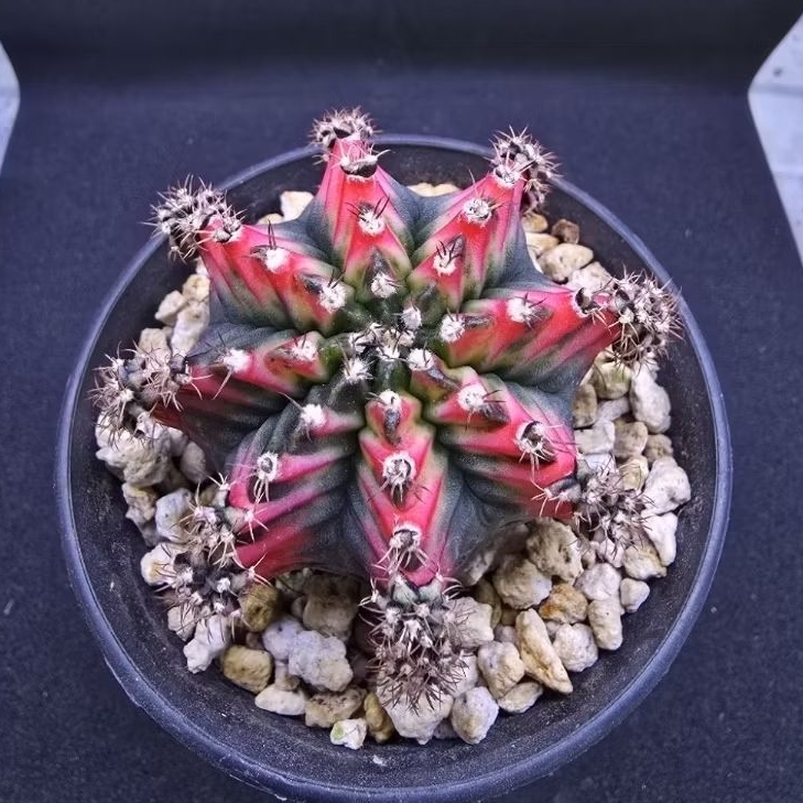 Kaktus Gymno id "Multicolor" rata (Gymnocalycium mihanovichii)